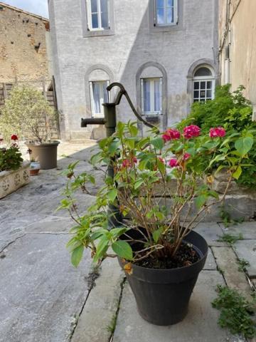 Apartament Le Patio Cathare Carcassonne Zewnętrze zdjęcie